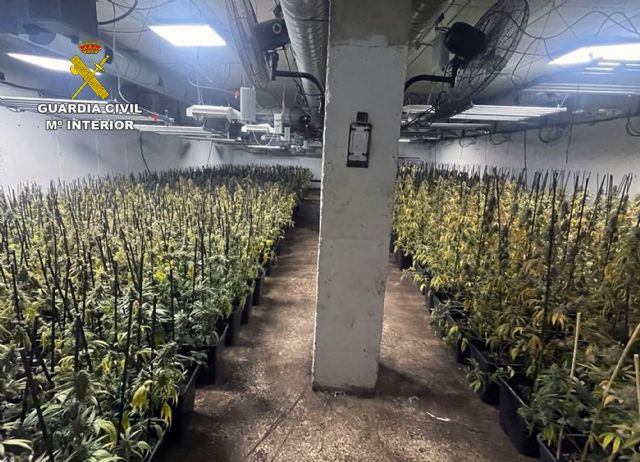 Desmantelan dos búnkers con más de 2.000 plantas y 30 kilos de cogollos de marihuana bajo dos invernaderos de plantas ornamentales