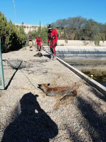 Bomberos rescatan a un zorro en un embalse en Alguazas