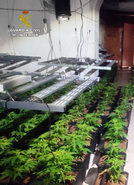 Golpe al cultivo ilícito de marihuana en la Vega Media del Segura
